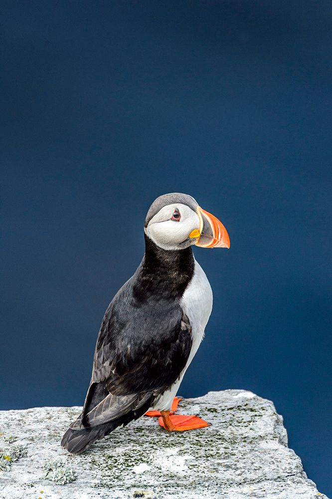 Norway-Finnmark-Loppa. Atlantic Puffin at their nesting cliffs.